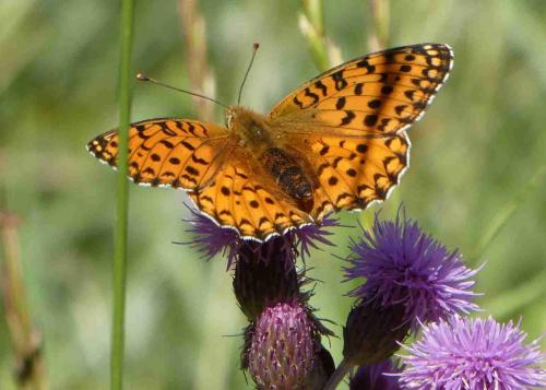 Réf. 239 602 : Argynnis aglaja